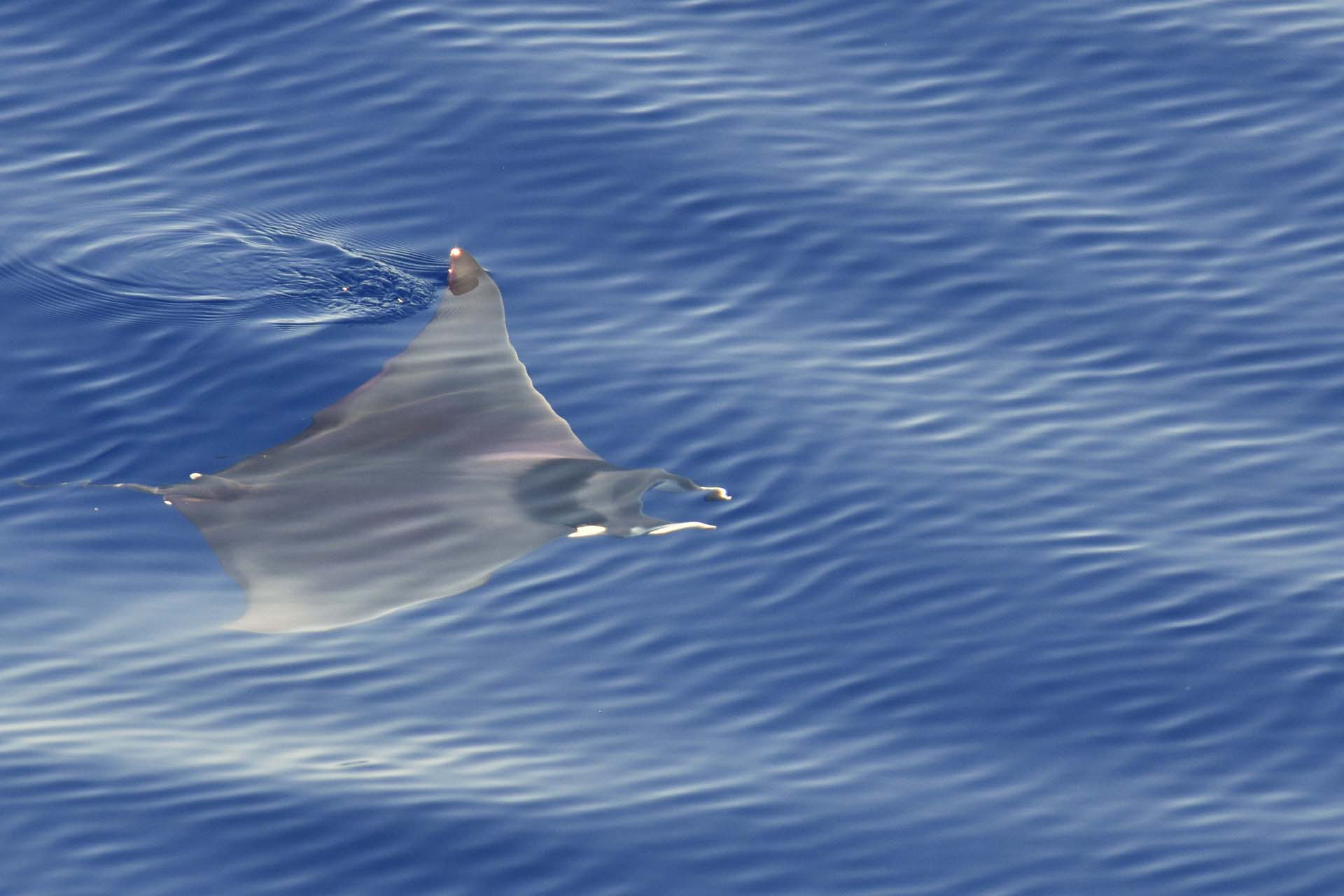 Diavolo di Mare Mobula Mobular