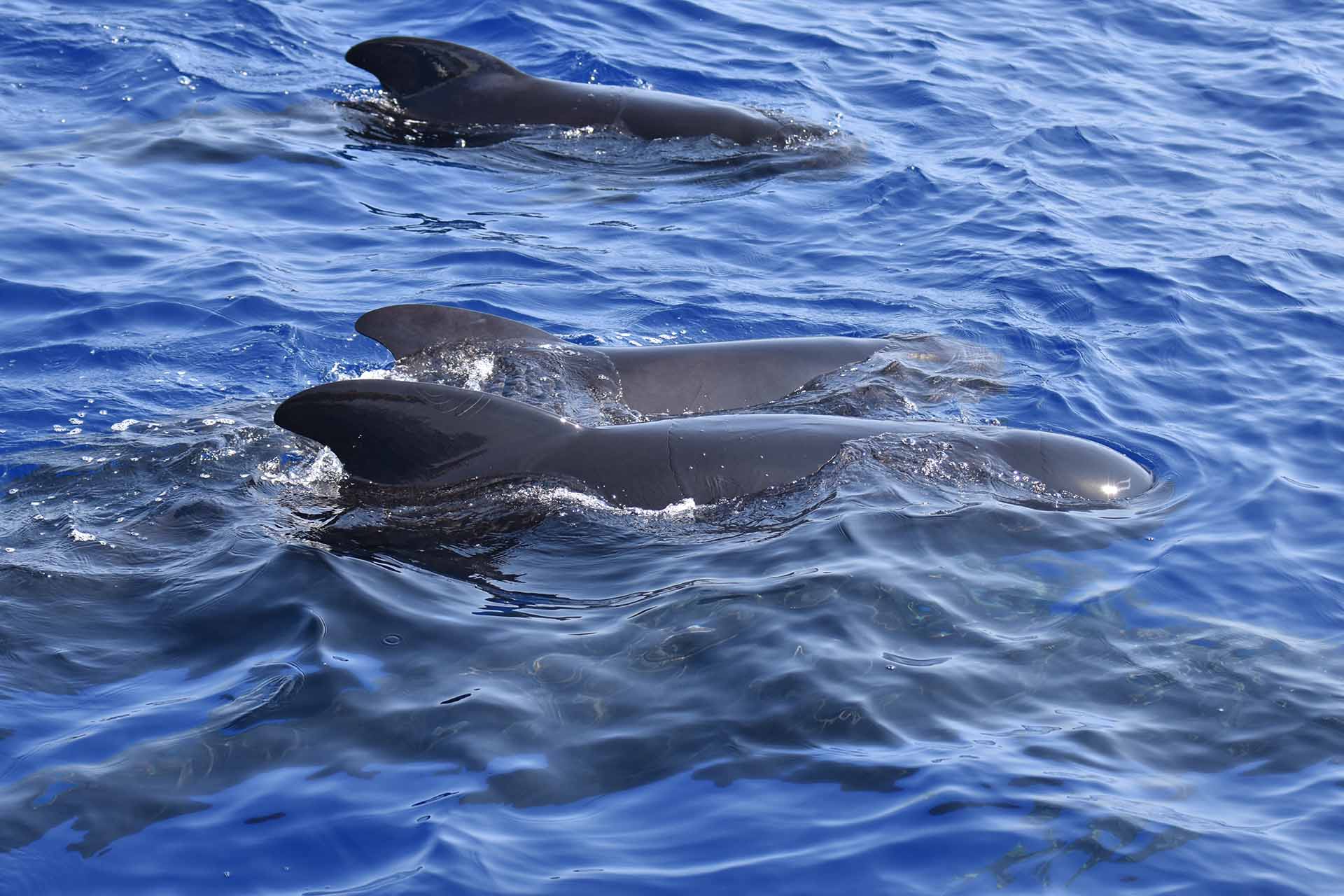 Globicefali Cetacei